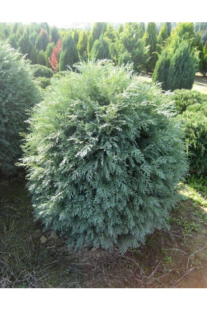 Кипарисовик Лавсона Серебряный шар